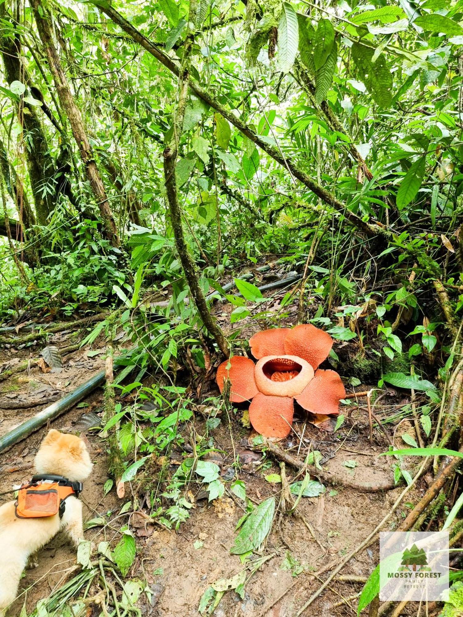 Mossy Forest Family Retreat Ii, 2-8 Pax, Cameron Highlands Exteriör bild
