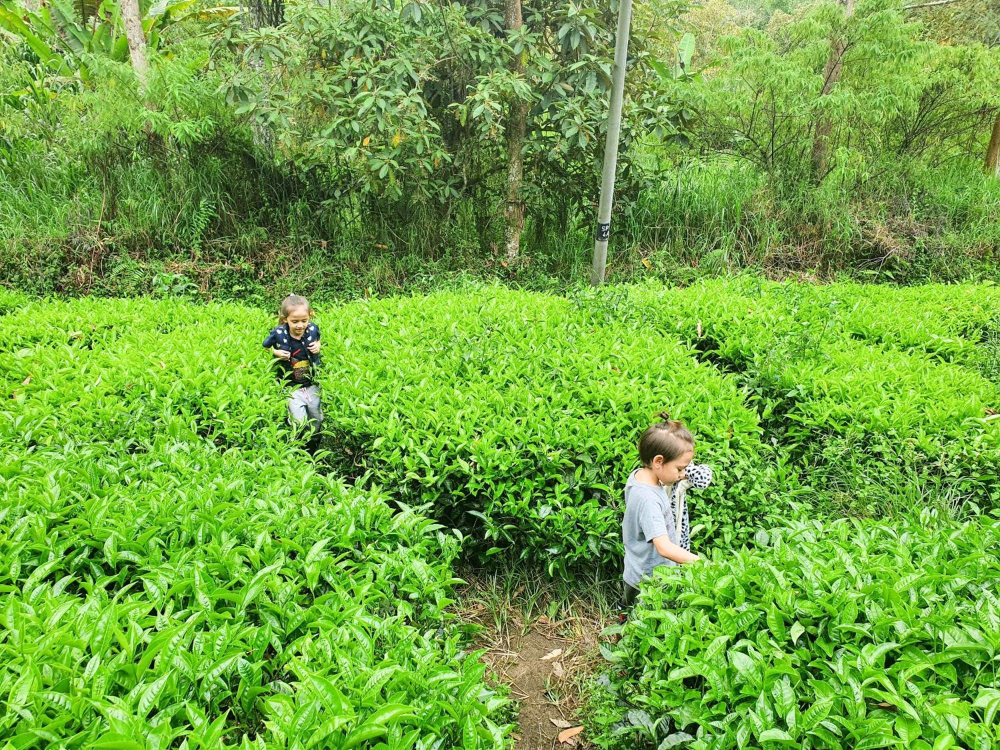 Mossy Forest Family Retreat Ii, 2-8 Pax, Cameron Highlands Exteriör bild